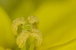 Weier Senf (Sinapis alba) - Blte, Narbe und Staubgefe