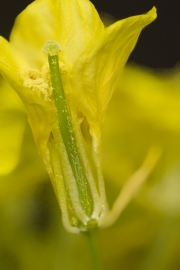 Weier Senf (Sinapis alba) - angeschnittene Blte, Stempel und Staubgefe