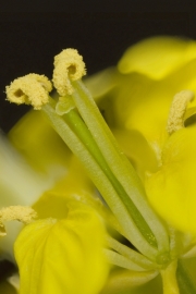Weier Senf (Sinapis alba) - Blte, Stempel und Staubgefe