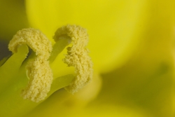 Weier Senf (Sinapis alba) - Blte, Narbe und Staubgefe