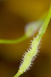 Weier Senf (Sinapis alba)  - Frucht