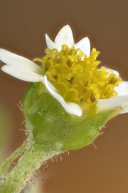 Behaartes Knopfkraut (Galinsoga ciliata)