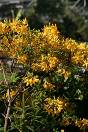 Gelbe Azalee (Rhododendron luteum)