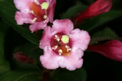 Weigelie (Weigelia florida)