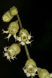 Falsche Alraunenwurzel (Tellima grandiflora)