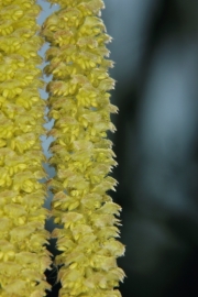 Gemeine Hasel (Corylus avellana) - mnnlicher Bltenstand 