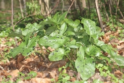 Aronstab (Arum maculatum) 