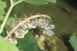 Gemeine Pestwurz (Petasites hybridus)