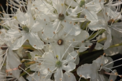 Sumpfporst (Rhododendron tomentosum)