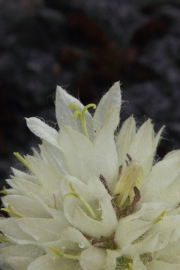 Strauß-Glockenblume (Campanula thyrsoides)