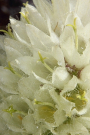 Strauß-Glockenblume (Campanula thyrsoides)