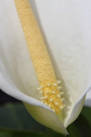Gewhnliche Calla (Zantedeschia aethiopica) 