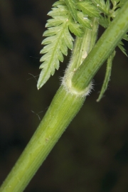 Wiesenkerbel (Anthriscus sylvestris) 