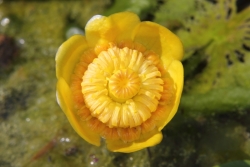 Gelbe Teichrose (Nuphar lutea)  - Blte