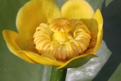Gelbe Teichrose (Nuphar lutea)  - Blte