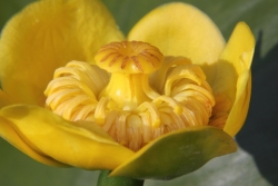 Gelbe Teichrose (Nuphar lutea) - Blte