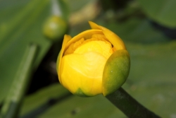 Gelbe Teichrose (Nuphar lutea)  - Bltenknospe