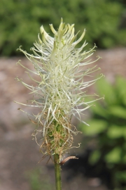 hrige Teufelskralle (Phyteuma spicatum)