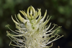 hrige Teufelskralle (Phyteuma spicatum)