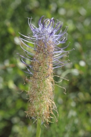 Himmelblaue Teufelskralle (Phyteuma spicatum subsp. occidentale)