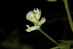 Rankender Lerchensporn (Ceratocapnos claviculata)