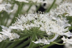 Riesen-Brenklau (Heracleum mantegazzianum)  - Dolde