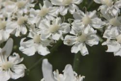 Riesen-Brenklau (Heracleum mantegazzianum)  - Einzelblten
