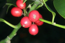 Europische Stechpalme (Ilex aquifolium)