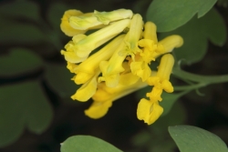 Gelber Lerchensporn (Corydalis lutea) 