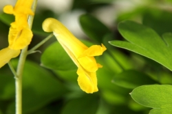 Gelber Lerchensporn (Corydalis lutea)  - Blte