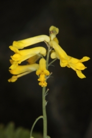 Gelber Lerchensporn (Corydalis lutea) 