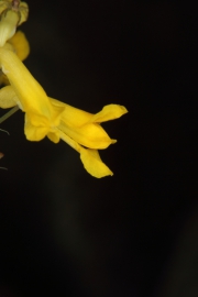 Gelber Lerchensporn (Corydalis lutea)