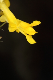 Gelber Lerchensporn (Corydalis lutea)