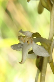 Weies Waldvglein (Cephalanthera damasonium)