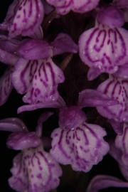 bersehenes Knabenkraut (Dactylorhiza praetermissa)
