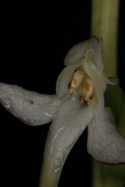 Weies Waldvglein (Cephalanthera damasonium)