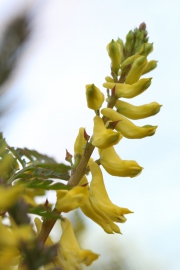 Farnblttriger Lerchensporn (Corydalis cheilanthifolia)