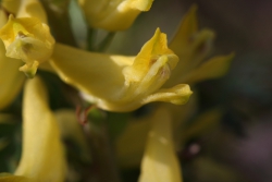 Farnblttriger Lerchensporn (Corydalis cheilanthifolia)