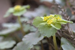 Wechselblttriges Milzkraut (Chrysosplenium alternifolium)
