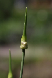 Weinberg-Lauch (Allium vineale)