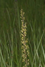 Groes Zweiblatt (Listera ovata)