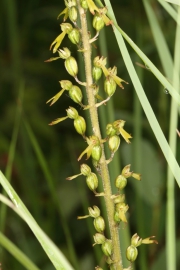 Groes Zweiblatt (Listera ovata)
