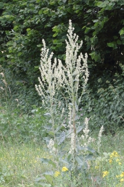 Mehlige Knigskerze (Verbascum moenchii)