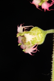 Falsche Alraunenwurzel (Tellima grandiflora)