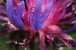 Bunte Flockenblume (Centaurea triumfetti)