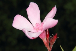 Oleander (Nerium oleander)  - Blte