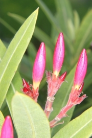 Oleander (Nerium oleander)  - Bltenknospen