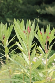 Oleander (Nerium oleander) 