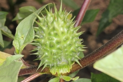Gemeiner Stechapfel (Datura stramonium) 