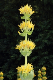 Gelber Enzian (Gentiana lutea)